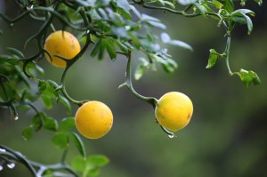 citronovník trojlisty_poncirus trifoliata_13